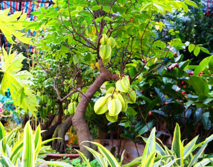 Ý nghĩa phong thủy của cây khế