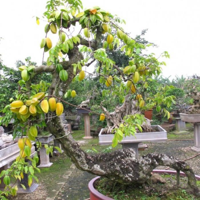 Ý nghĩa phong thủy của cây khế