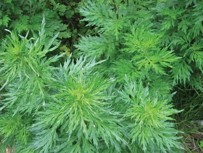 Hướng dẫn xông hơi tại nhà bằng ngải cứu giúp phòng chống cảm cúm