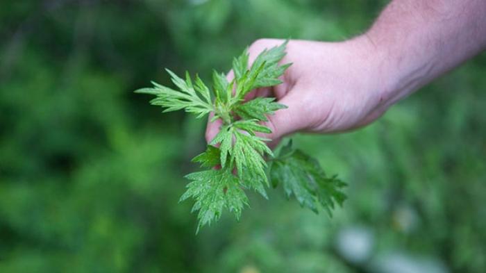 Hướng dẫn xông hơi tại nhà bằng ngải cứu giúp phòng chống cảm cúm