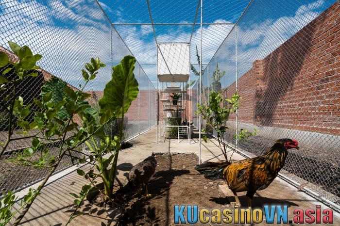 Chuồng gà phong thủy