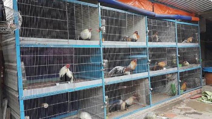 Hướng dẫn cách chăm sóc chuồng gà tốt nhất, phù hợp với khí hậu Việt Nam 