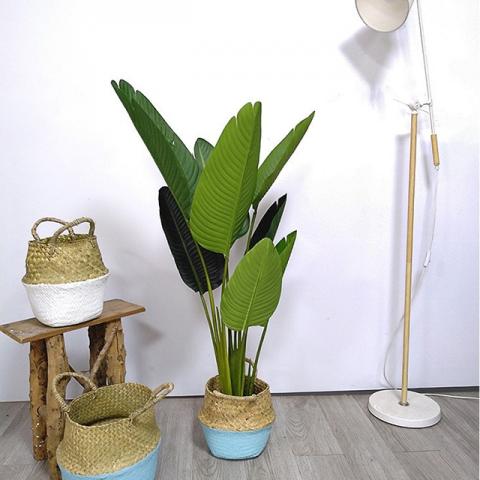 Cây chuối cảnh hợp với người mệnh gì? Tuổi nào?