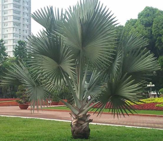 Người mệnh nào hợp với cây cọ cảnh? Ý nghĩa phong thủy 433544798