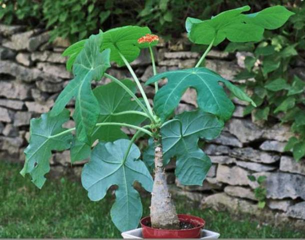 Cây ngô đồng cảnh trong phong thủy có ý nghĩa gì?