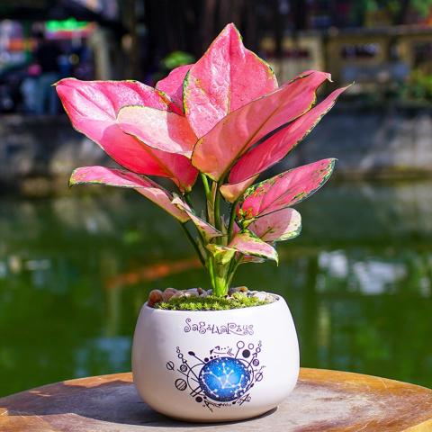 Khám phá ý nghĩa của cây Valu trong cuộc sống