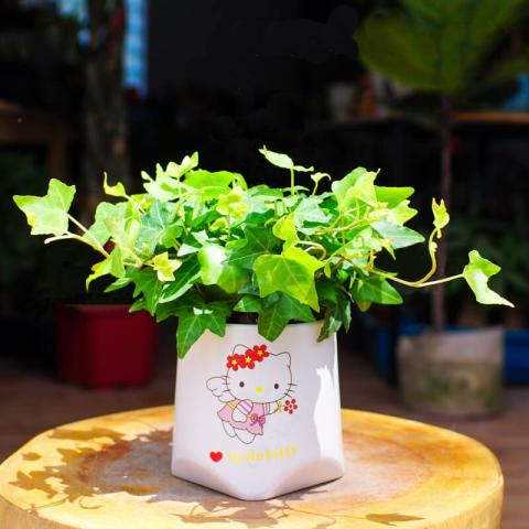 Cây thường xuân có ý nghĩa gì trong phong thủy? Cây thường xuân hợp tuổi - mệnh gì? 677589210