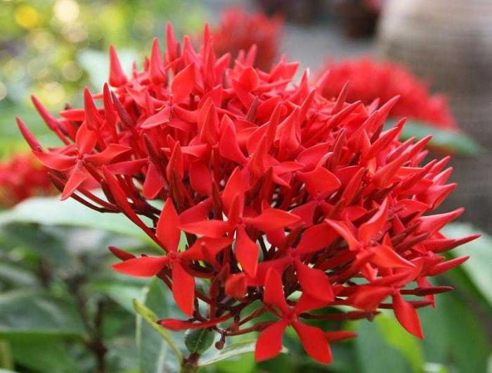 Bật mí ý nghĩa phong thủy cây bông trang