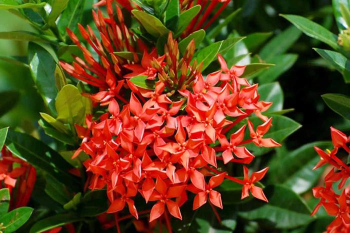 Bật mí ý nghĩa phong thủy cây bông trang