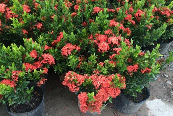 Bật mí ý nghĩa phong thủy cây bông trang