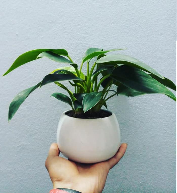 Ý nghĩa cây đế vương