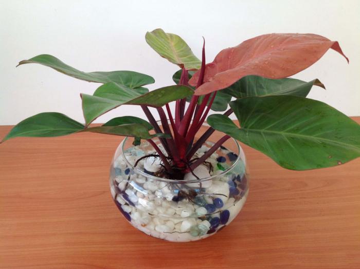 Ý nghĩa phong thủy của cây đế vương