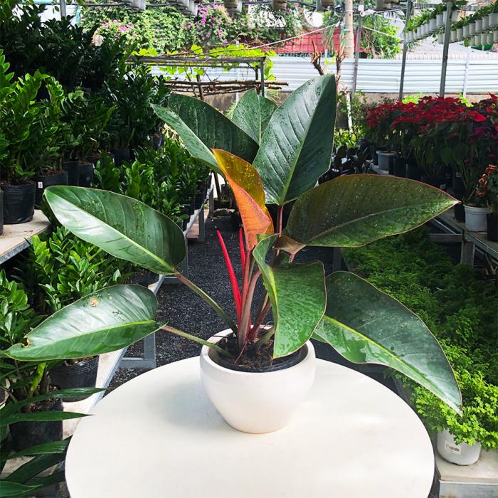 phong thủy cây đế vương