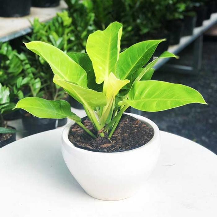 Ý nghĩa phong thủy của cây đế vương