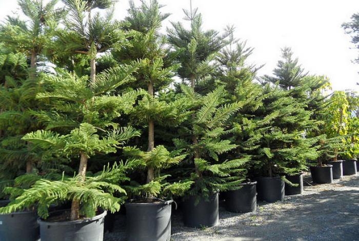 Ý nghĩa phong thủy của cây bách