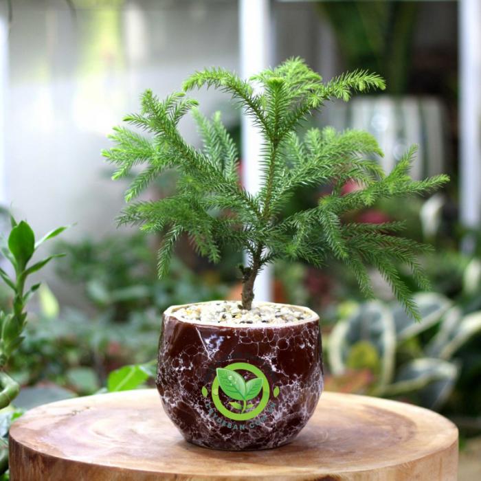 Ý nghĩa phong thủy của cây bách