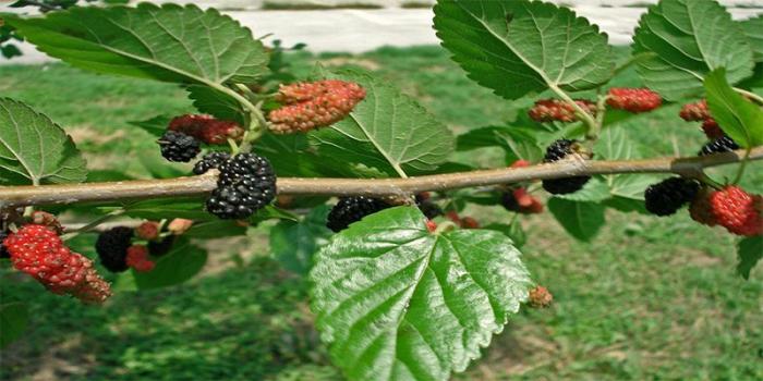 Những điều bạn nên biết: Treo gì trước cửa nhà để xua đuổi tà ma?