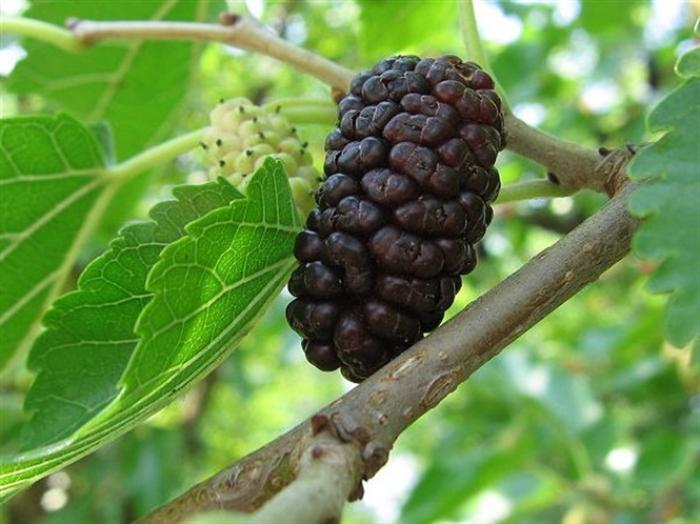 Những điều bạn nên biết: Treo gì trước cửa nhà để xua đuổi tà ma?