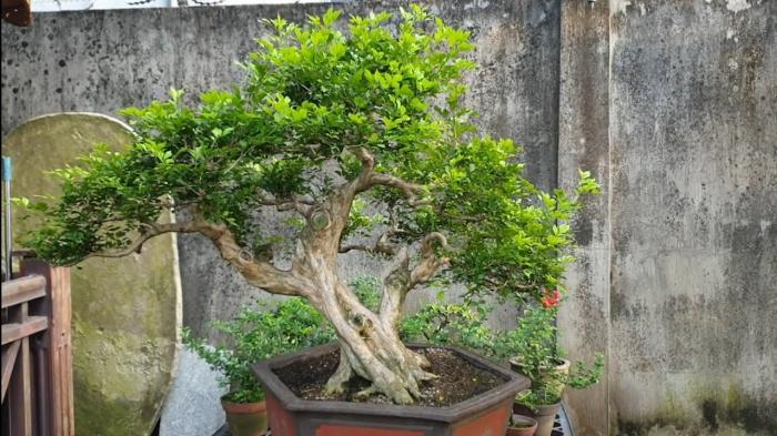 Cây nguyệt quế trong phong thủy có ý nghĩa gì?