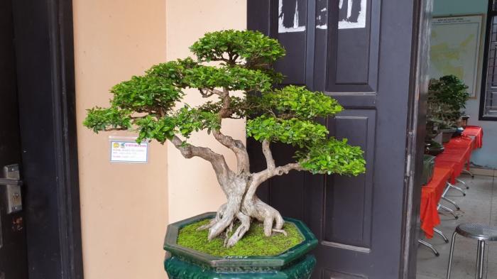 Cây nguyệt quế trong phong thủy có ý nghĩa gì?