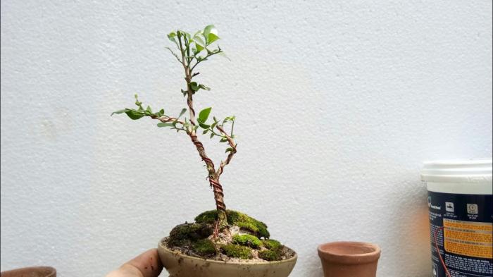 Cây nguyệt quế trong phong thủy có ý nghĩa gì?