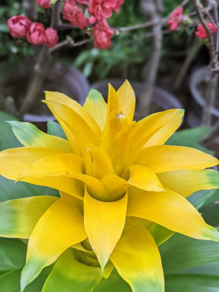 Cây dứa cảnh nến có hợp với tuổi và mệnh không?