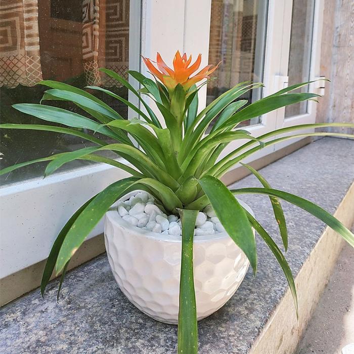 Cây dứa cảnh nến có hợp với tuổi và mệnh không?