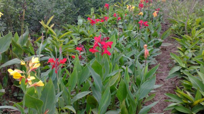 Cây cảnh hợp mệnh gì? Tuổi nào hợp phong thủy?