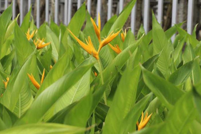 Cây cảnh hợp mệnh gì? Tuổi nào hợp phong thủy?