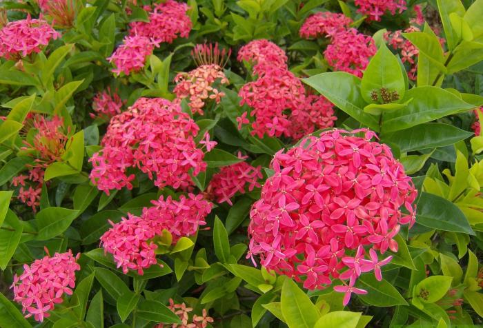 Bật mí ý nghĩa phong thủy cây bông trang