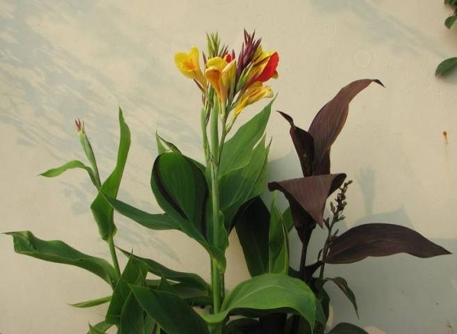 Cây cảnh hợp mệnh gì? Tuổi nào hợp phong thủy?