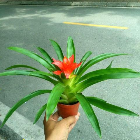 Cây dứa cảnh nến có hợp với tuổi và mệnh không?