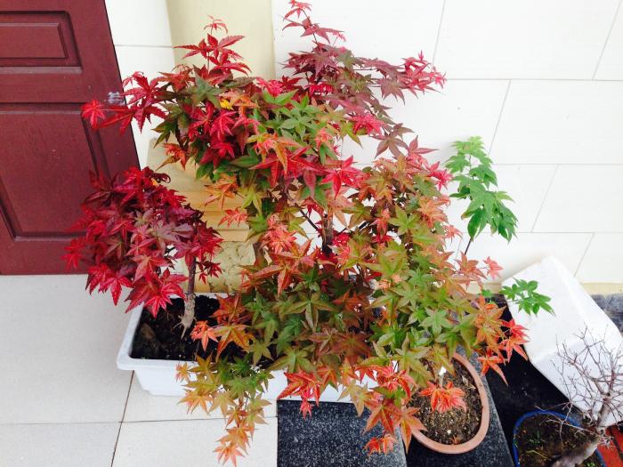 Khám phá những thông tin thú vị về giống cây lá đỏ