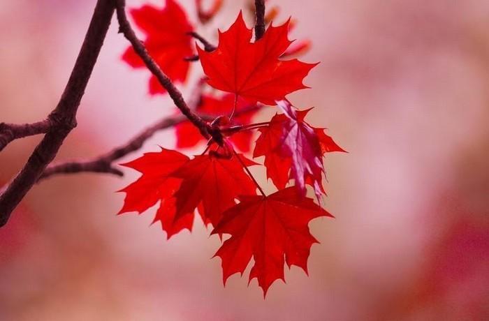 Khám phá những thông tin thú vị về giống cây lá đỏ