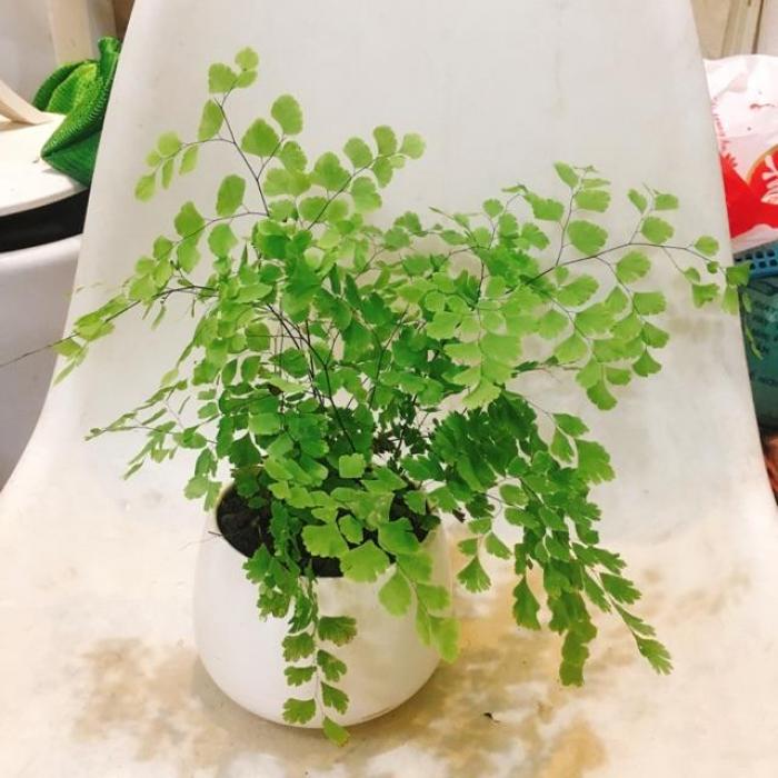 Khám phá ý nghĩa phong thủy của cây tóc thần Vệ nữ