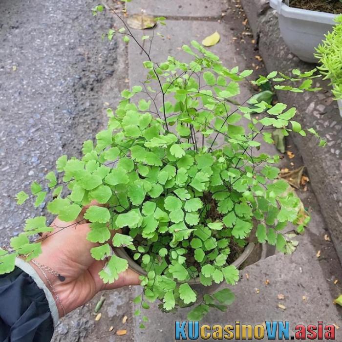 Cây hoa kim tước