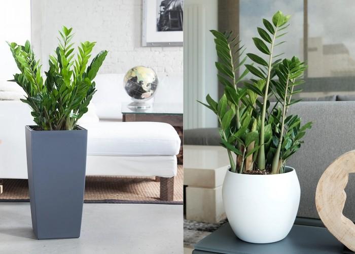 Cây vàng phong thủy ngày nay có ý nghĩa gì