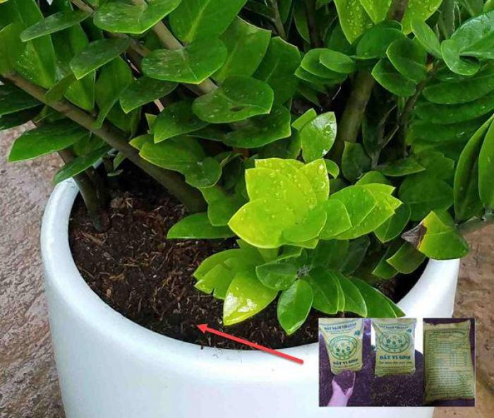 Cây vàng phong thủy ngày nay có ý nghĩa gì