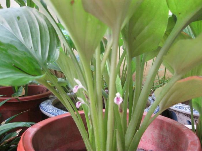 Tìm hiểu về cây ngải cứu được ưa chuộng hiện nay