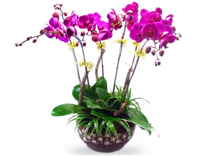 Hướng dẫn cách xếp hoa lan bàn thờ đẹp và sang trọng