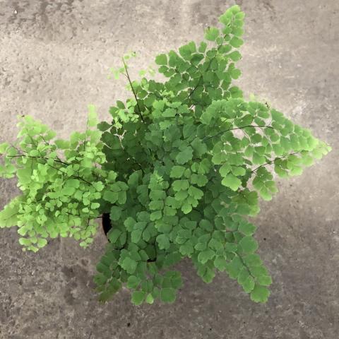 Khám phá ý nghĩa phong thủy của cây tóc thần Vệ nữ