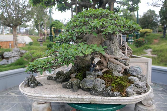 Hiểu ý nghĩa phong thủy cây cảnh262344786