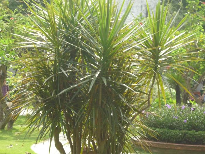 Bật mí những thông tin hữu ích về cây Phát tài 1995896399