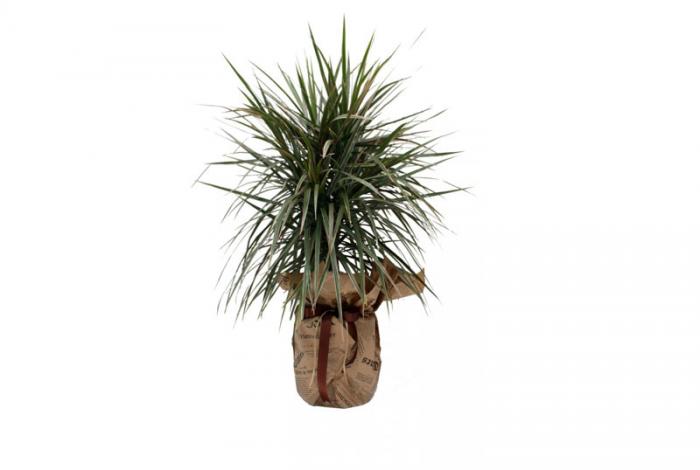 Bật mí những thông tin hữu ích về cây Phát tài 1995896399