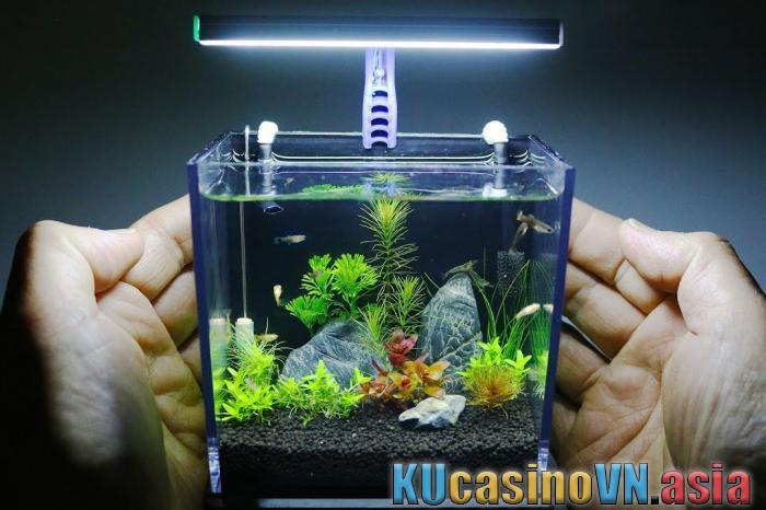 hồ cá phong thủy hút điềm xấu