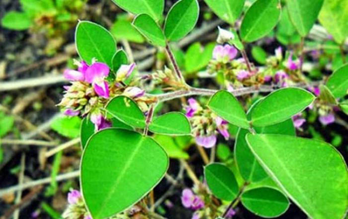 Cây kim tiền có ý nghĩa gì?