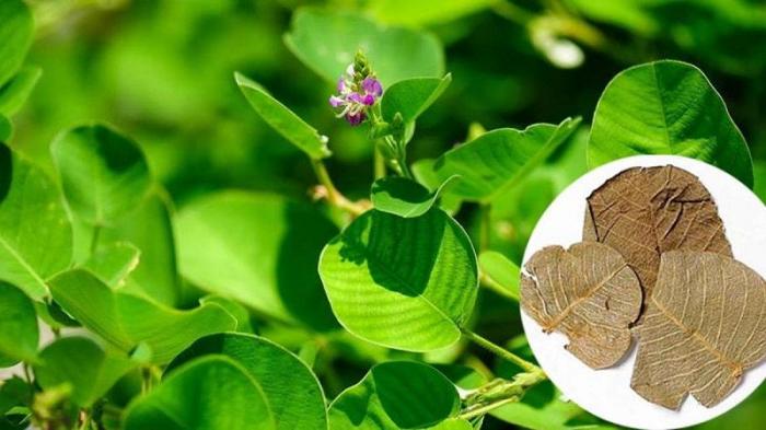 Cây kim tiền có ý nghĩa gì?