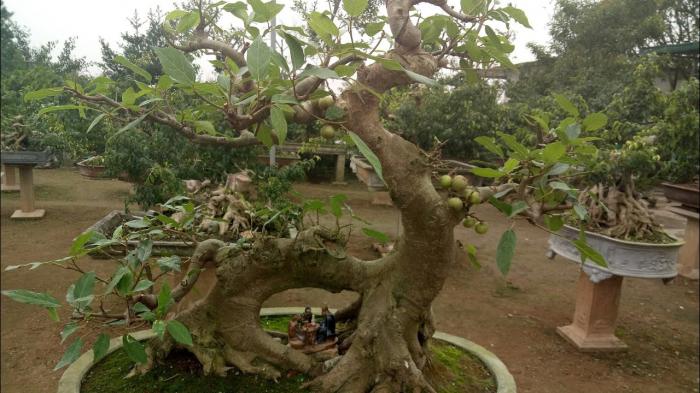 Hiểu ý nghĩa của cây sung cảnh trong phong thủy