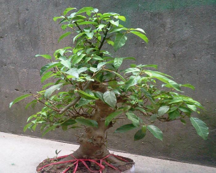 Hiểu ý nghĩa của cây sung cảnh trong phong thủy