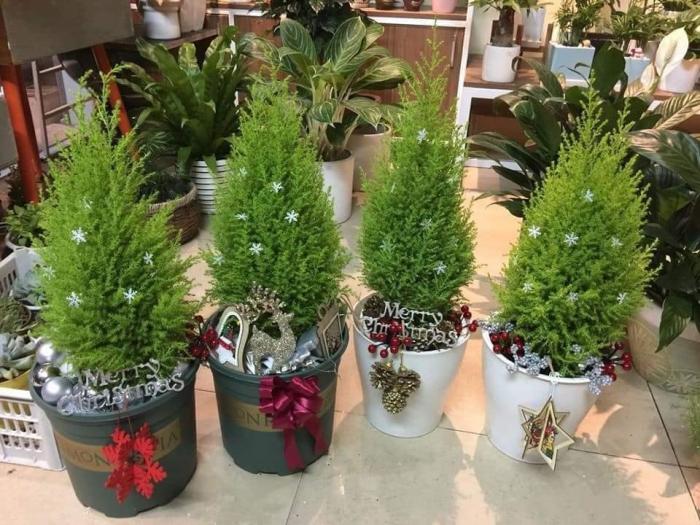 Tiết lộ ý nghĩa của cây tùng thơm trong cuộc sống hàng ngày